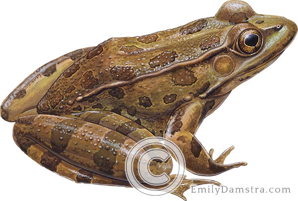 Arizona lowland leopard frog Lithobates yavapaiensis illustration