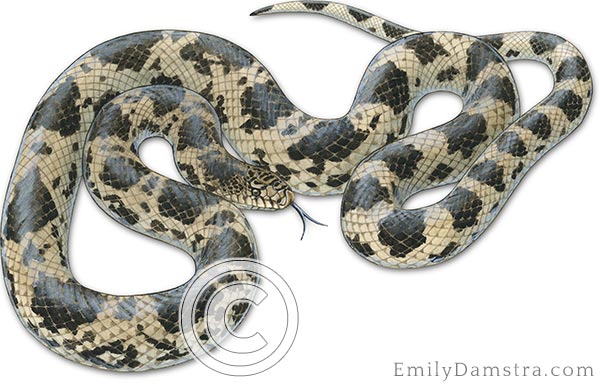 Northern pine snake Pituophis melanoleucus illustration