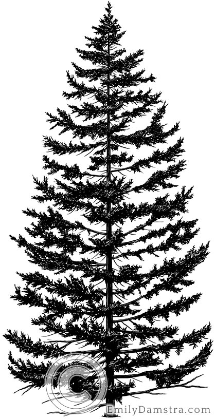 Red spruce tree Picea rubens illustration