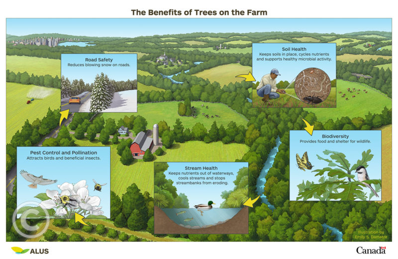 Infographic illustration showing The Benefits of Trees on the Farm