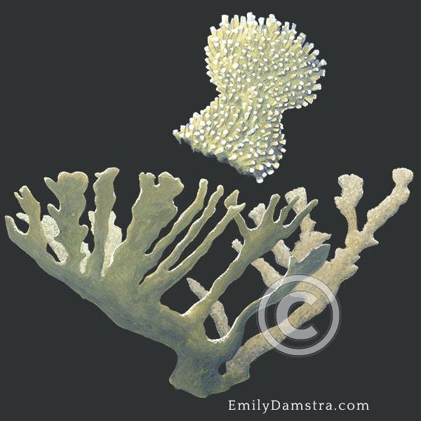 Elkhorn coral illustration Acropora palmata