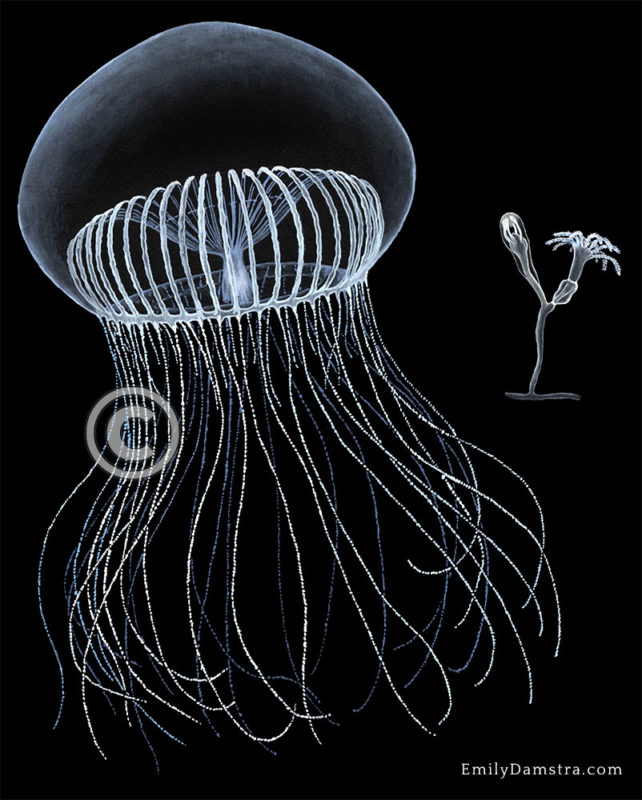 Crystal jelly illustration Aequorea victoria