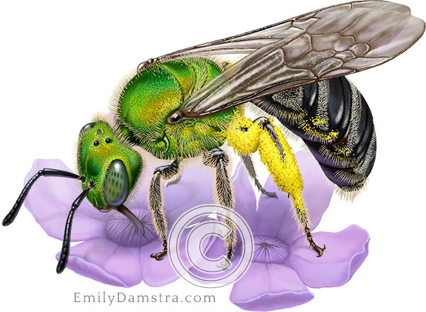 Illustration Bicolored striped sweat bee Blue vervain