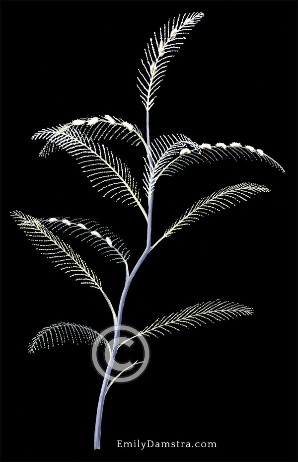 Toothed feather hydroid illustration Aglaophenia pluma