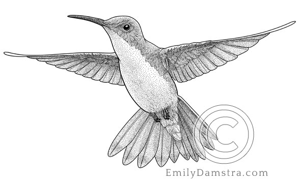 Illustration of the Andean emerald hummingbird Amazillia franciae