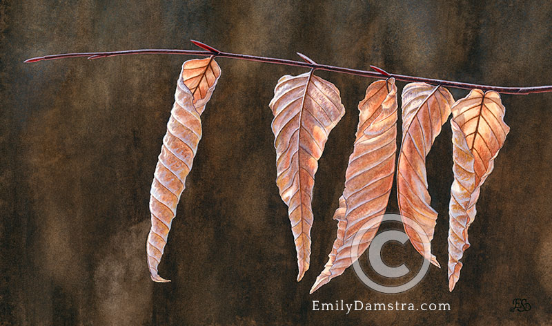 American beech leaves illustration Fagus grandifolia