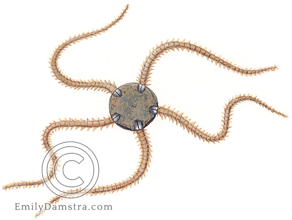 Dwarf brittle star illustration Amphipholis squamata