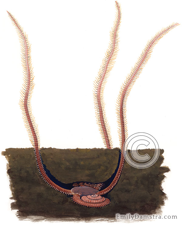Amphiura filiformis brittle star illustration
