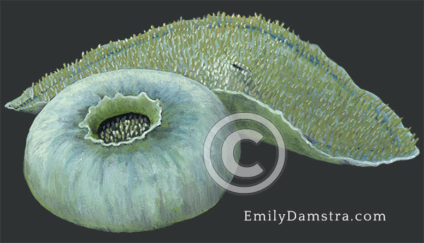 Elephant ear anemone illustration Amplexidiscus fenestrafer