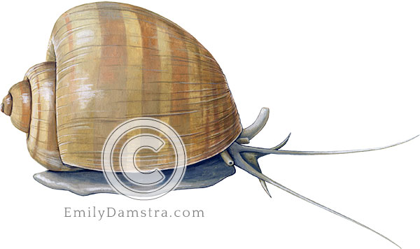 Channeled apple snail illustration Pomacea canaliculata