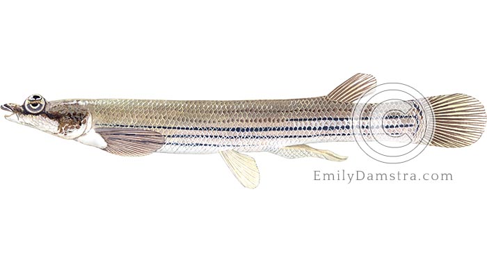 Largescale four-eyed fish illustration Anableps anableps