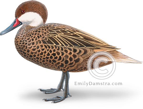 White-cheeked pintail duck illustration Anas bahamensis