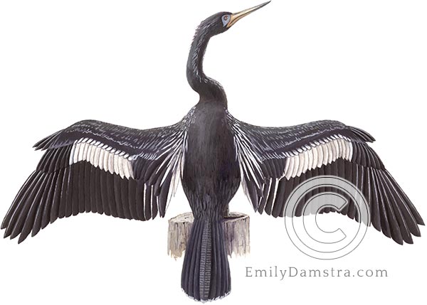 Anhinga illustration snakebird