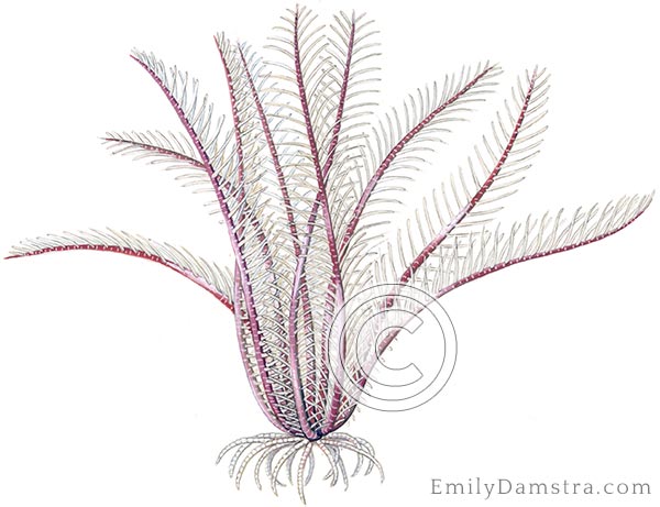 Rosy feather star illustration Antedon bifida