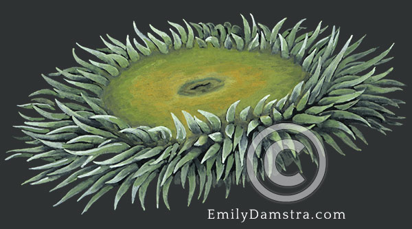 Giant green anemone illustration Anthopleura xanthogrammica