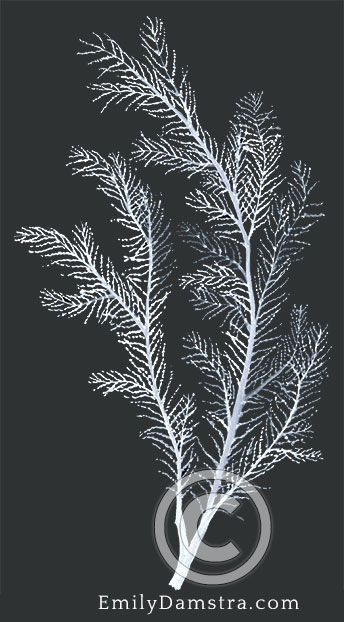 Fiordland black coral illustration Antipathella fiordensis