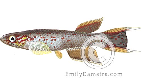 Cape Lopez lyretail panchax fish illustration Aphyosemion australe