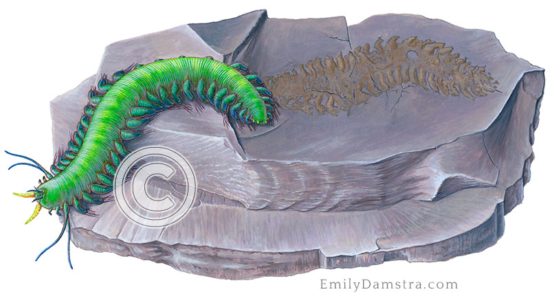 Devonian polychaete illustration Arkonips topororum