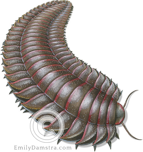 Arthropleura fossil illustration