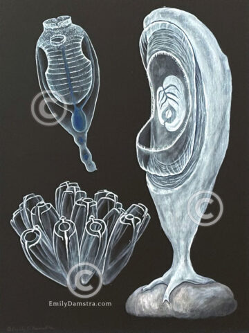 Painting of three sea squirts/Ascidians on black surface