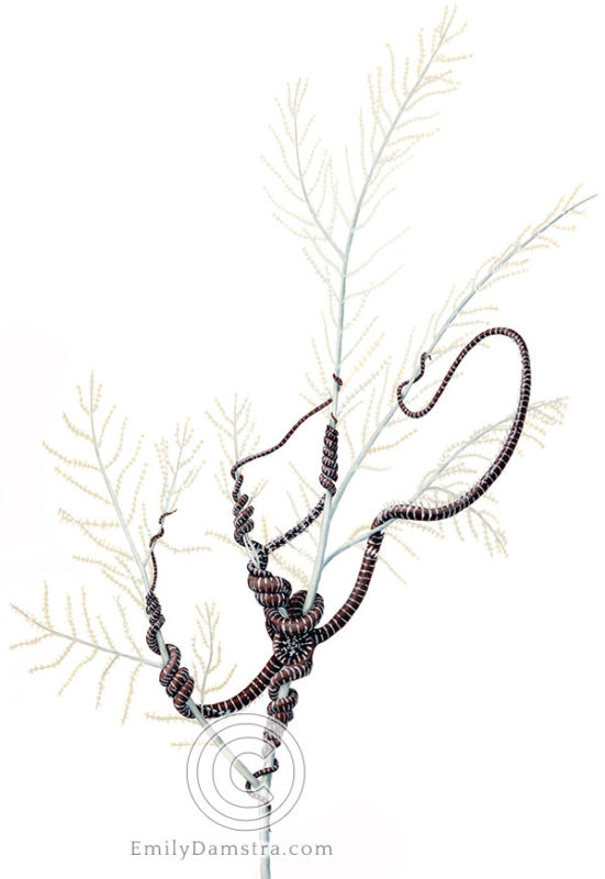 Snake star illustration Astrobrachion constrictum