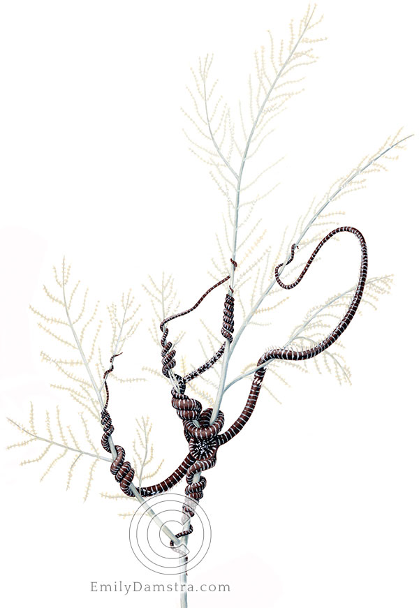 Snake star illustration Astrobrachion constrictum