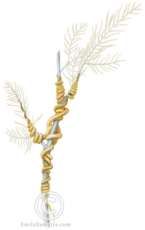 Snake star illustration Astrobrachion constrictum