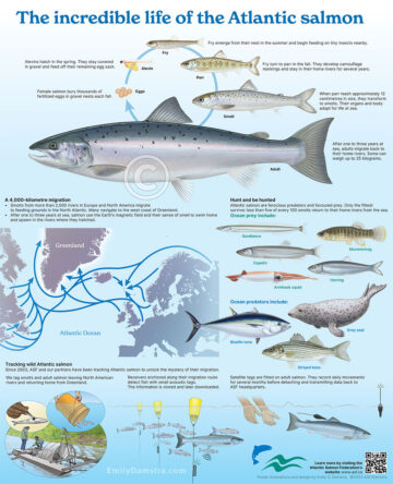 Atlantic salmon infographic poster - Emily S. Damstra
