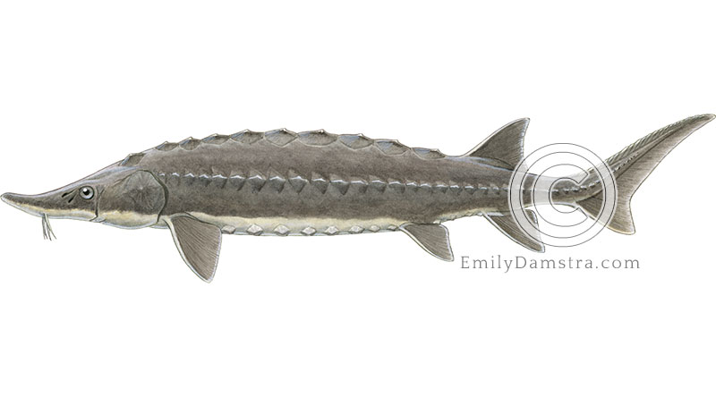 Atlantic sturgeon illustration Acipenser oxyrhinchus