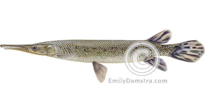 Alligator gar illustration Atractosteus spatula