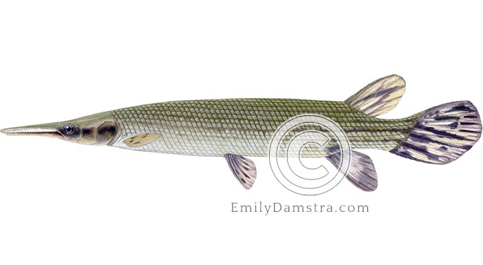 Cuban gar illustration Atractosteus tristoechus