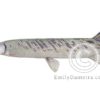 Tropical gar illustration Atractosteus tropicus