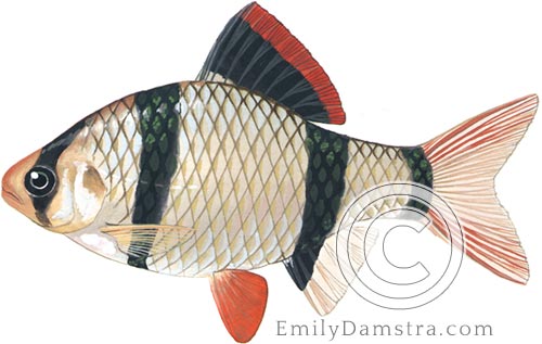 Tiger barb illustration Puntigrus Barbus tetrazona