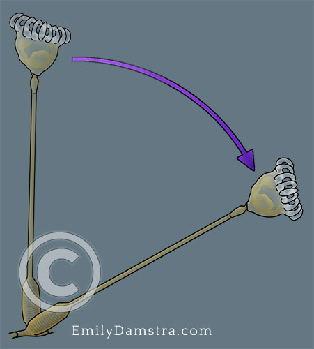 Barentsia discreta illustration