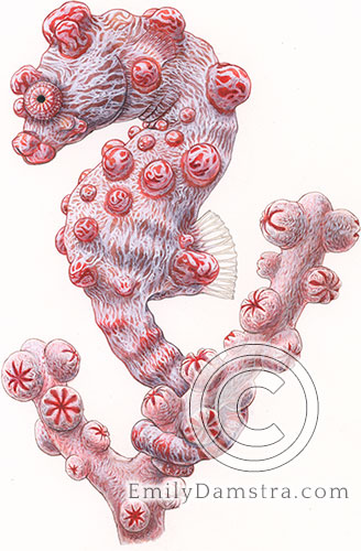 Bargibant's pygmy seahorse on gorgonian coral original artwork