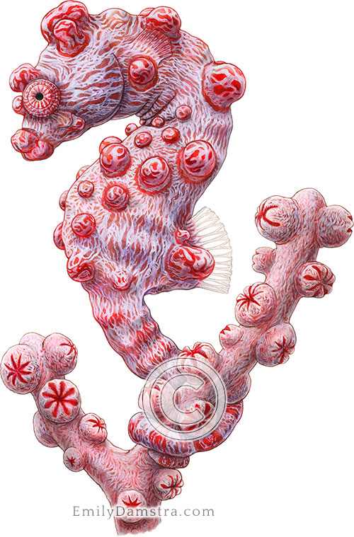 Illustration of Bargibant's pygmy seahorse on gorgonian coral Hippocampus bargibanti