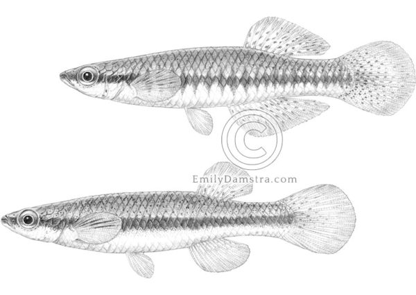 Blackstripe topminnow original artwork