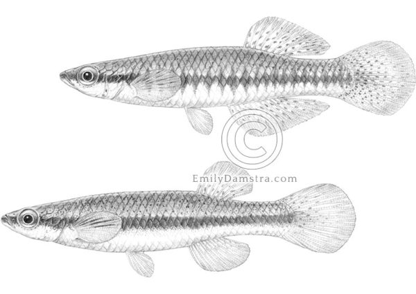 Blackstripe topminnow pair Damstra