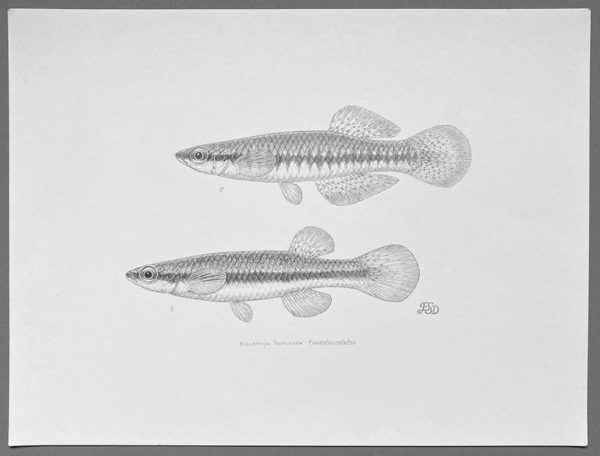 Blackstripe topminnow original artwork - Image 2