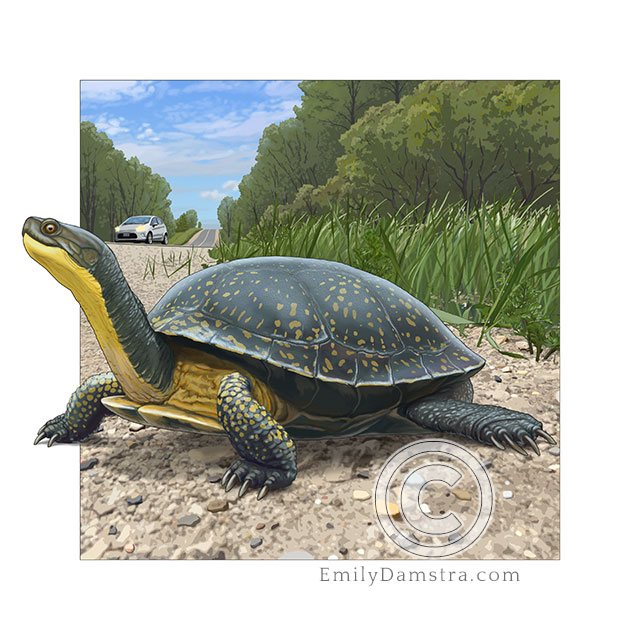 Illustration of a Blanding's Turtle (Emydoidea blandingii)