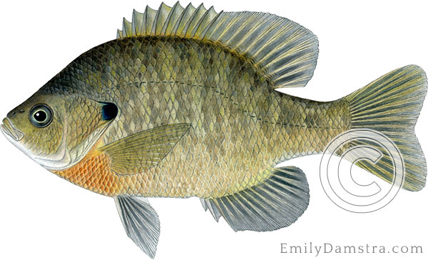 Bluegill sunfish lepomis macrochirus illustration