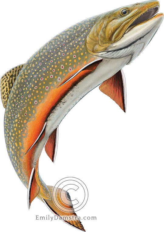 Illustration of a swimming brook trout
