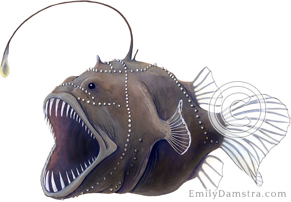Deepsea Anglerfish bufoceratias wedli illustration