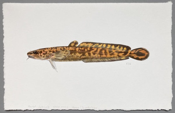 Burbot juvenile original artwork - Image 2