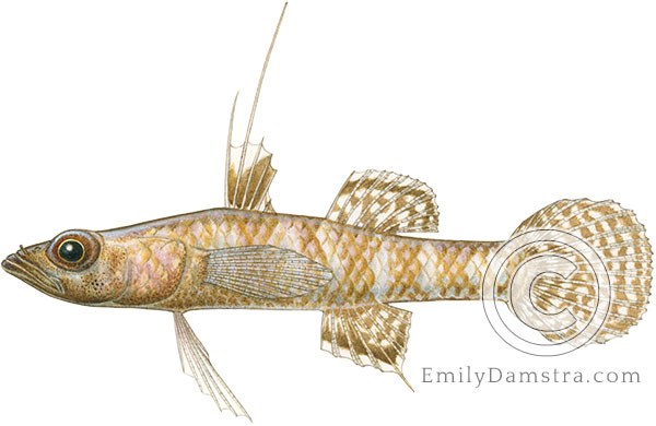 Fartail coraldgudgeon illustration Calumia eilperinae