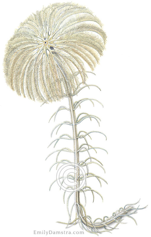 West Indian sea lily illustration Cenocrinus asterius