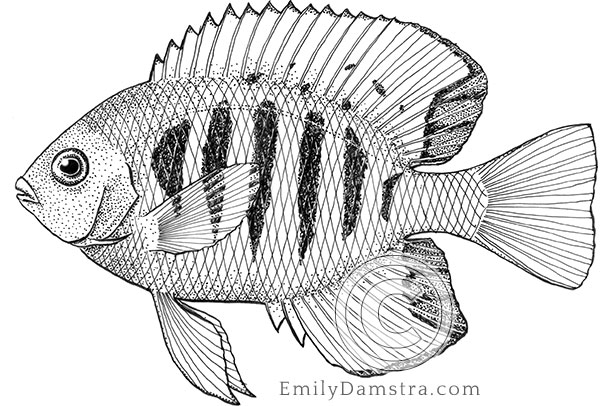Flame angelfish illustration Centropyge loricula