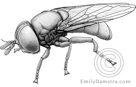 Illustration of fly Cepa margarita