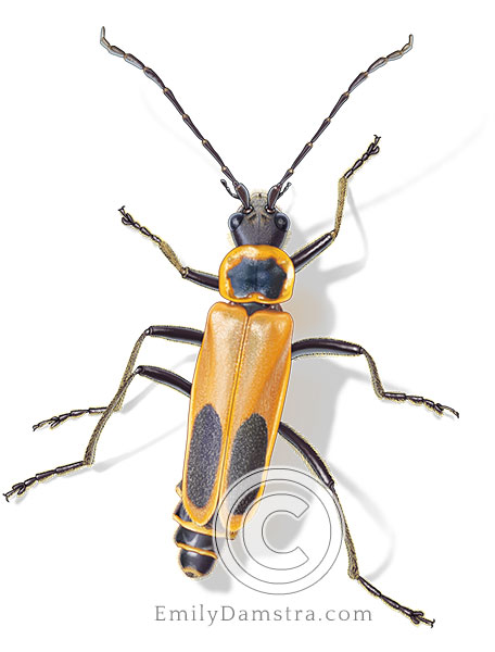 Illustration of Goldenrod soldier beetle (Chauliognathus pensylvanicus)