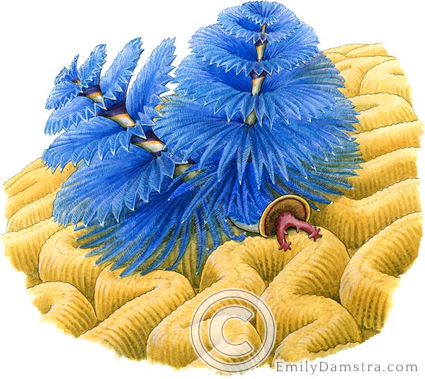 Christmas tree worm illustration Spirobranchus giganteus